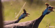 Squawk Our Planet GIF - Squawk Our Planet From Deserts To Grasslands GIFs