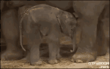Sleepy Baby Elephant GIF - Cute Aww Sleep GIFs