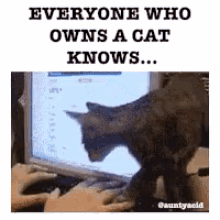 Funny Animals Cat GIF - Funny Animals Cat Keyboard GIFs