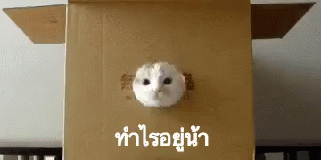 แมว ทำอะไรอยู่ ทำไรอยู่ GIF - Cat What Are You Doing Peekaboo - Discover & Share GIFs แมว ทำอะไรอยู่ ทำไรอยู่ Gif - Cat What Are You Doing Peekaboo - Discover & Share Gifs