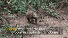 andatu the first sumatran rhino born in indonesia baby sumatran rhino is indonesias first born in captivity world rhino day running sprinting
