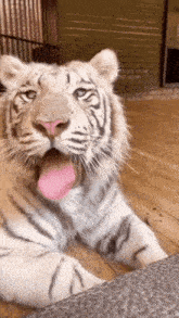 tiger yawn big cats cat teeth