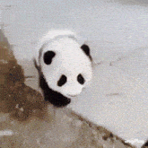 playful panda panda cute cute panda baby panda