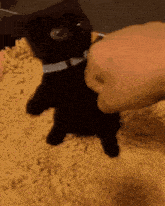Black Cat GIF - Black Cat Dancing GIFs