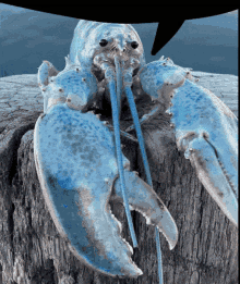 The Zombie Appears Blue Lobster GIF