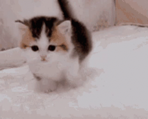Kitten GIF - Kitten - Discover & Share GIFs