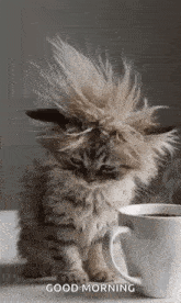 a fluffy kitten is sitting next to a cup of coffee with its hair blowing in the wind .