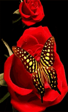 Roses Butterfly GIF - Roses Butterfly Flowers GIFs