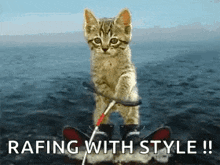 a cat is riding a raft in the water with the words rafing with style