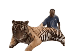 tiger petting
