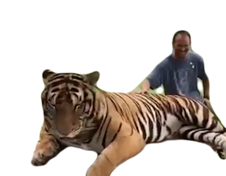 Tiger Rubbing Sticker - Tiger Rubbing Petting Stickers