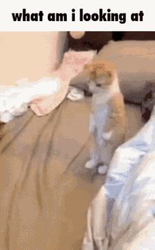 What Am I Looking At Cat GIF - What Am I Looking At Cat Confused GIFs