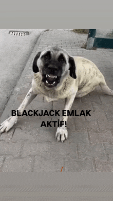 Blackjaxkk Babba GIF - Blackjaxkk Babba GIFs
