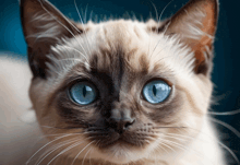a close up of a siamese cat with blue eyes