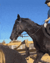 a person riding a black horse with a bridle on