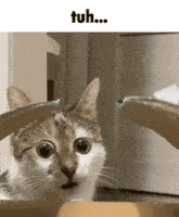 Tuh Cat Silly GIF - Tuh Cat Tuh Silly GIFs