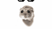 Hammy Sad Hamster GIF - Hammy Sad Hamster Sad Hamster Meme GIFs