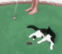 golf cat cat interference interference putter
