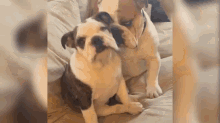 two bulldogs are sitting next to each other on a couch .