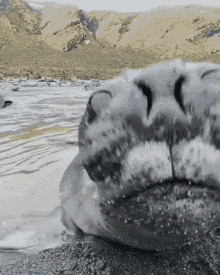 Seal Sniff GIF - Seal Sniff Sniffing GIFs