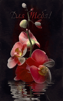 цветы орхидеи GIF
