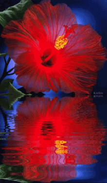 Hibiscus Flower GIF - Hibiscus Flower Water Reflection GIFs