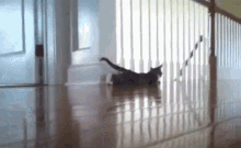 Cat Kitten GIF - Cat Kitten Are You Looking At Me GIFs