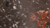 a bunch of leaves are flying in the air in a forest