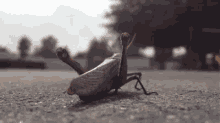 Omw GIF - Insect Aviation Vimeo GIFs