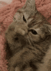 a cat laying on a pink blanket looking at the camera