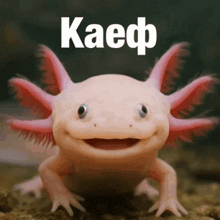 a smiling axolotl with the word kaep written above it