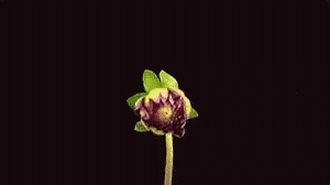 Flower Blooming GIF - Flower Blooming - Découvrir et partager des GIF