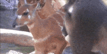 a group of deer are standing next to each other looking at the camera .