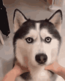 Cute Dog Dog GIF - Cute Dog Dog Husky GIFs