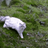 Cat Leap GIF - Cat Leap Jump GIFs