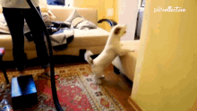 a dog standing on its hind legs in a living room with the word petcollective written on the bottom