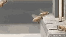 Drunk Bees Crash GIF - Bees Bee Collision Drunk GIFs