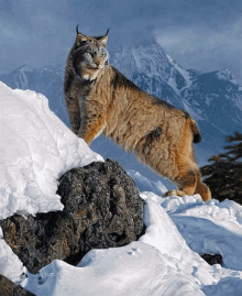 Canadian Lynx GIF - Canadian Lynx GIFs