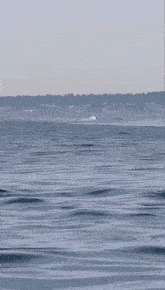 two killer whales are playing with a dolphin in a body of water