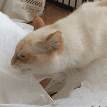 Cat Chomp Derp GIF - Cat Chomp Derp Derpy Cat GIFs