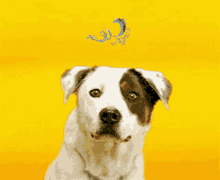 ძაღლი Dog GIF - ძაღლი Dog ღიმილი GIFs