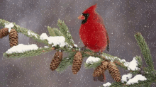 cardinal snowing winter bird watching happy holidays