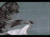 a cat is playing with a towel and a bottle of water