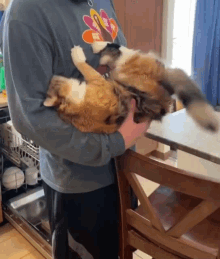 Cat Want Hugs Hold Me Kitty GIF - Cat Want Hugs Hold Me Kitty Cat Hugs GIFs