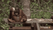orangutan monkey