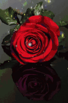 Roselove57 Rose In Water GIF - Roselove57 Rose In Water Rose Lovely GIFs
