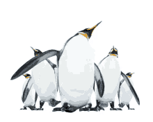 penguins squad dancing party wow