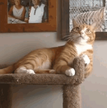 Cole And Marmalade Cat GIF - Cole And Marmalade Cat Distracted GIFs