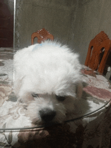 a small white dog is laying on a table