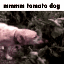 Tomato Dog GIF